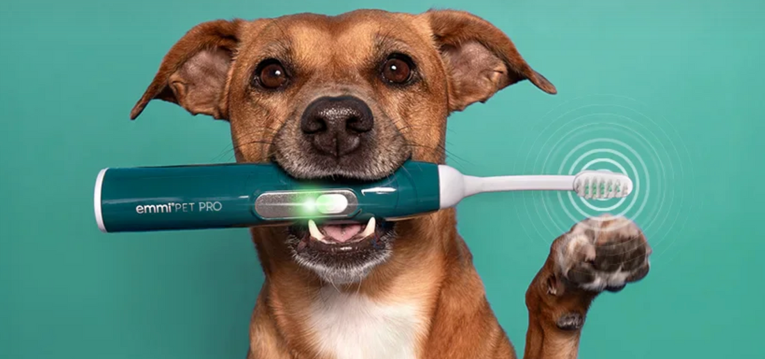 Ultrasonic Dog Teeth Cleaning: What Owners Should Know (2026 Guide)