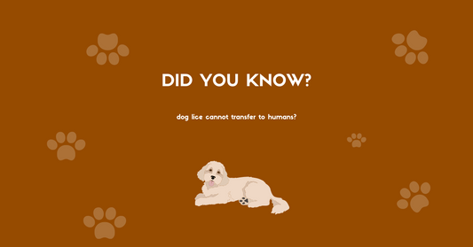 Identifying the Signs of Dog Lice: What Every Pet Owner Should Know