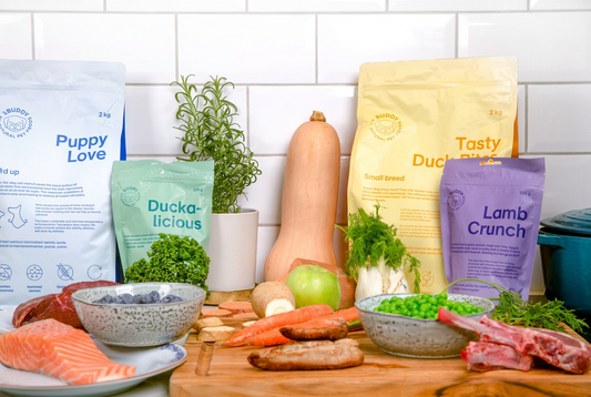 Dog gut health: what actually helps with digestion, stool and sensitivities