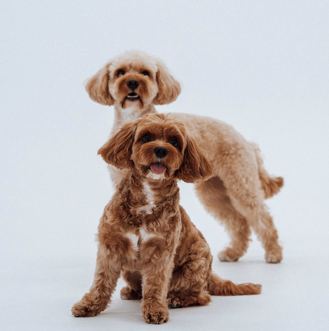 Dog Shampoo Guide: By Breed