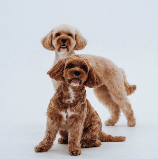 Dog Shampoo Guide: By Breed