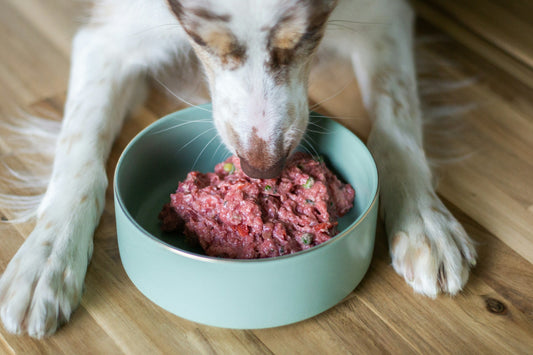 Is BARF Right for Your Dog? A Practical Decision Guide