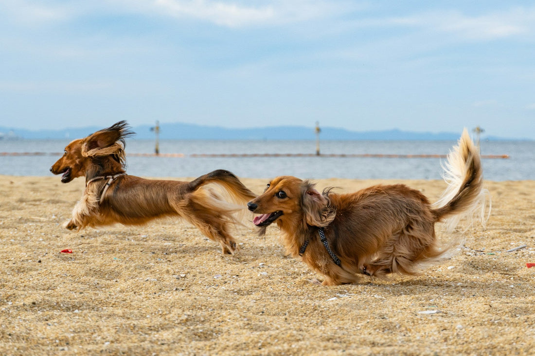 Joint Support in Dogs: A Practical Guide to Mobility, Stiffness, and Aging