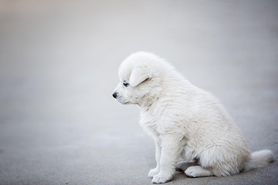 Can Dogs Eat Cheese? What’s Safe and What’s Not