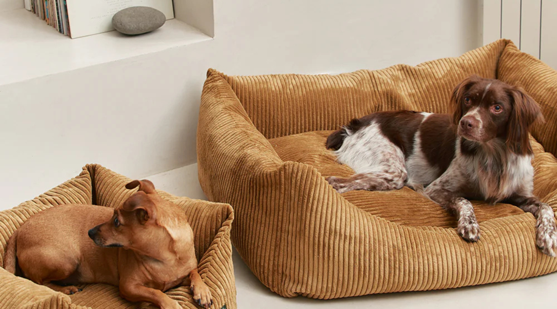 How to Choose the Right Dog Bed: Comfort, Health & Sleep Explained