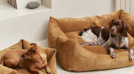 How to Choose the Right Dog Bed: Comfort, Health & Sleep Explained