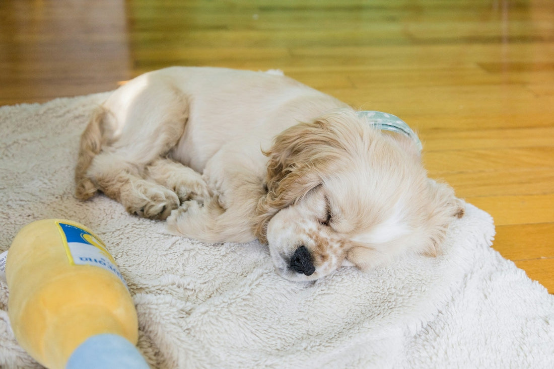 Dog eyes watering a lot: when to worry