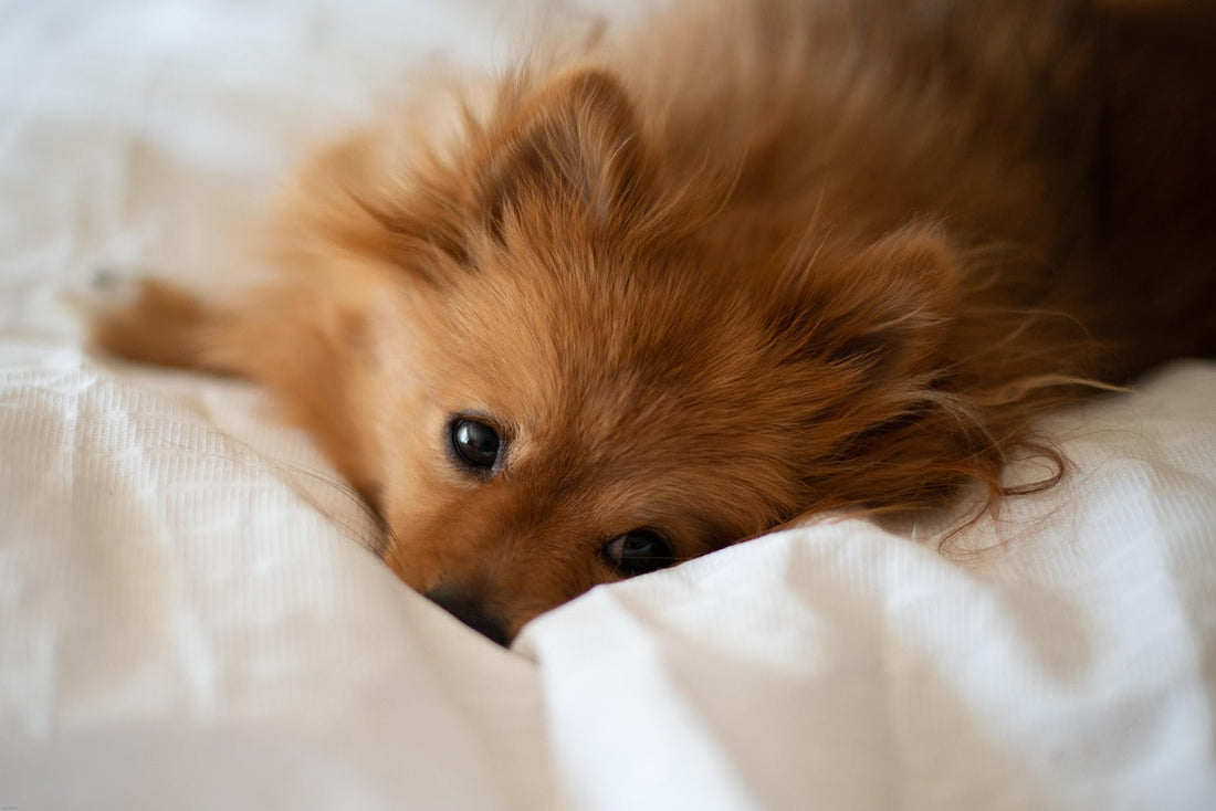 Calming Dog Beds: Do They Really Work?