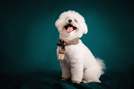 Dog Grooming Guide: Professional & At-Home Grooming Explained