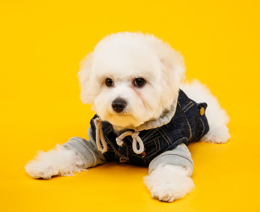 Diet and tear stains in dogs: what helps and what's a myth