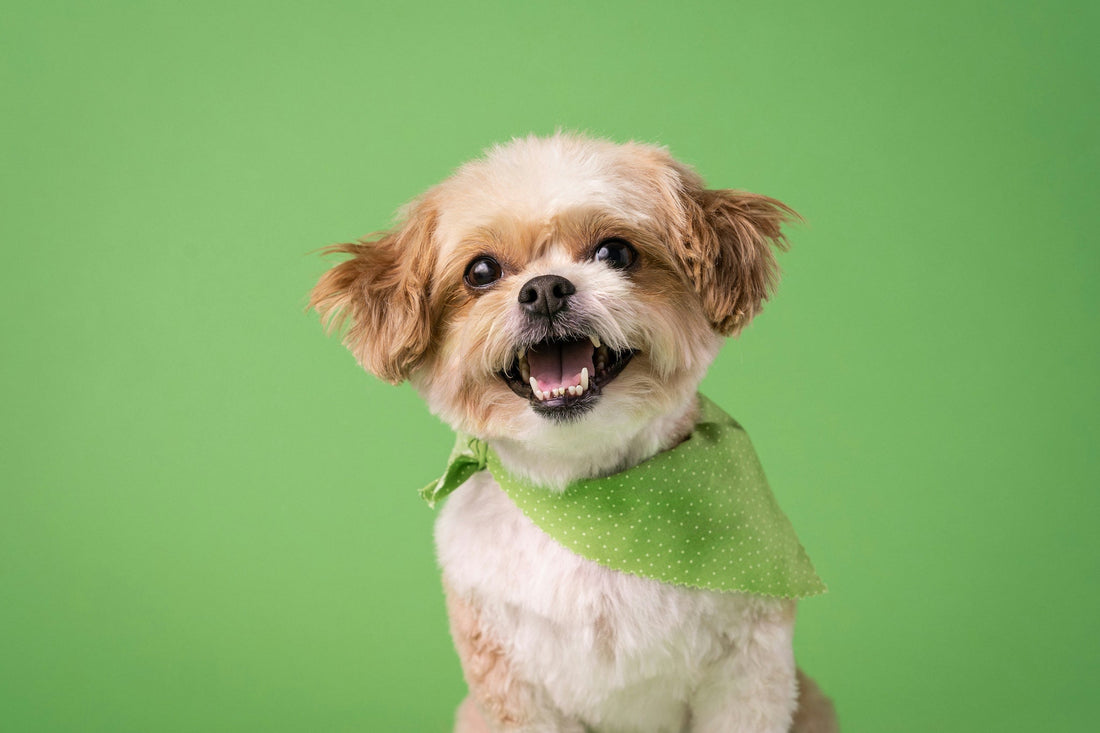 Dog Dental Health: What Really Works (And What’s Just Marketing Magic)