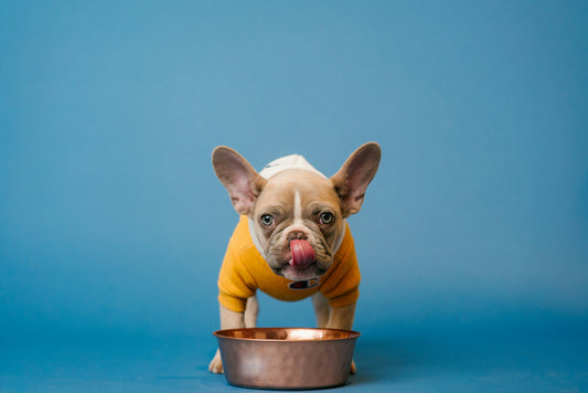 Chicken allergy in dogs: signs, testing and what to feed instead
