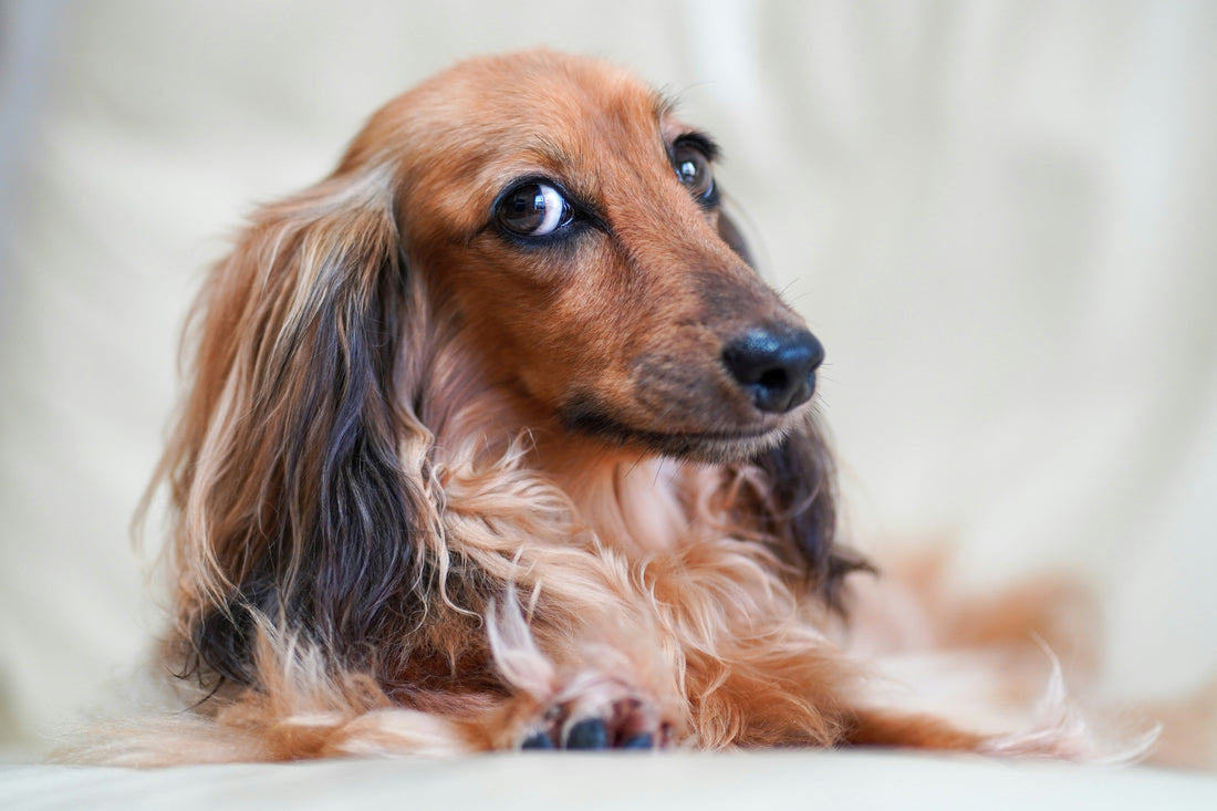Can dogs eat eggs, chicken, fish and other high-protein human foods?