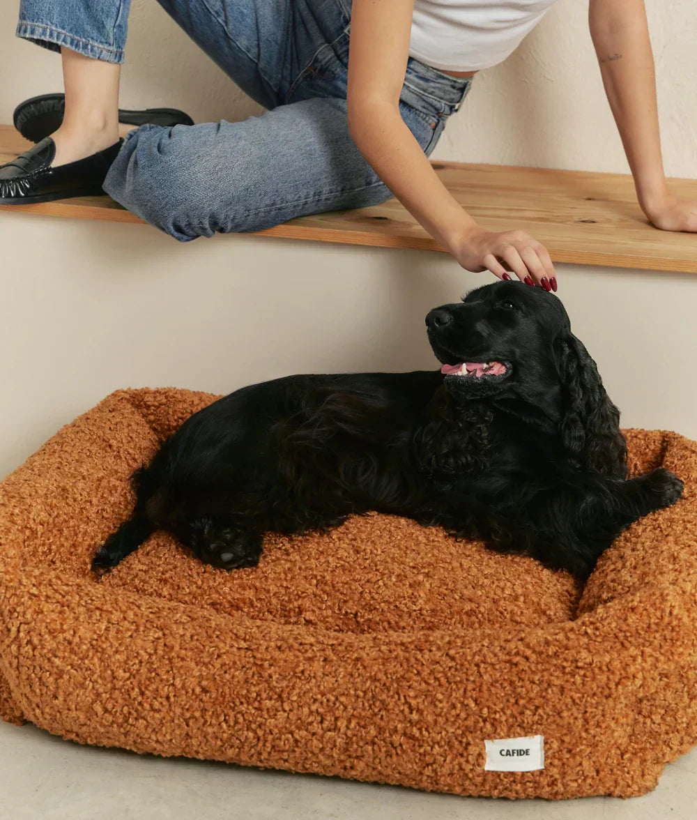 The Sleep Architecture of Dogs: Matching Bed to Posture