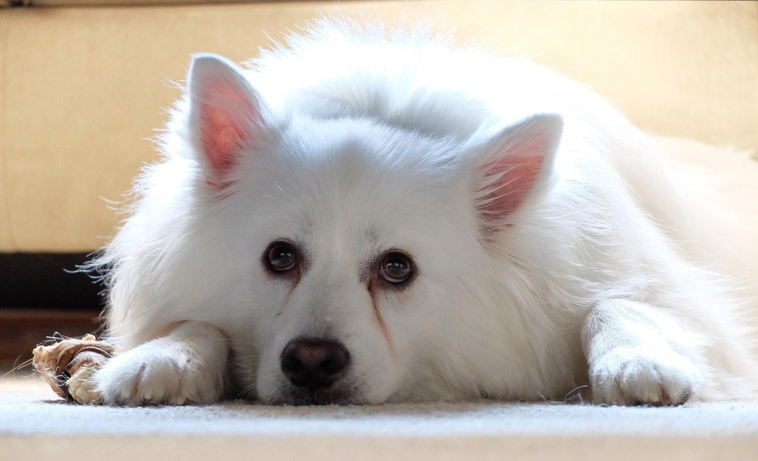 What causes tear stains in dogs? A complete guide