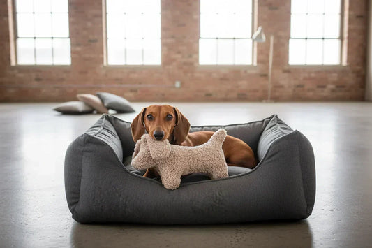 How to Choose the Right Dog Bed: Comfort, Health & Sleep Explained