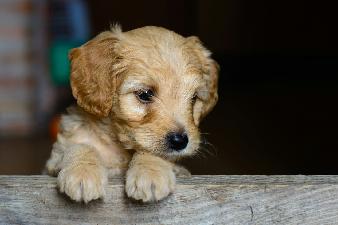 Puppy Care Guide: Grooming, Health & Products for Puppies