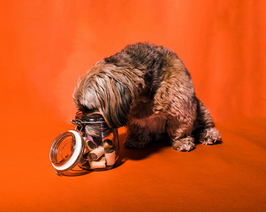 Collagen for dogs: benefits, safety and the best natural sources
