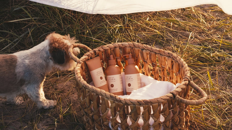 Nocat Studio – Nordic Luxury Dog Grooming