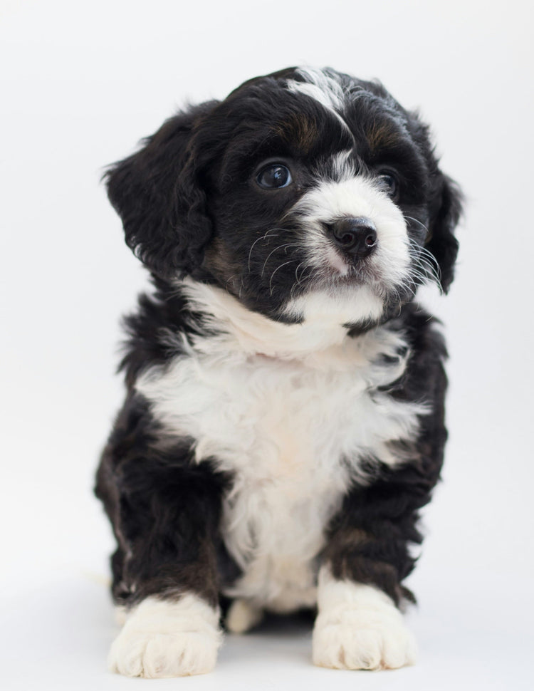Puppy Essentials