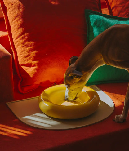 Yellow ceramic dog feeder
