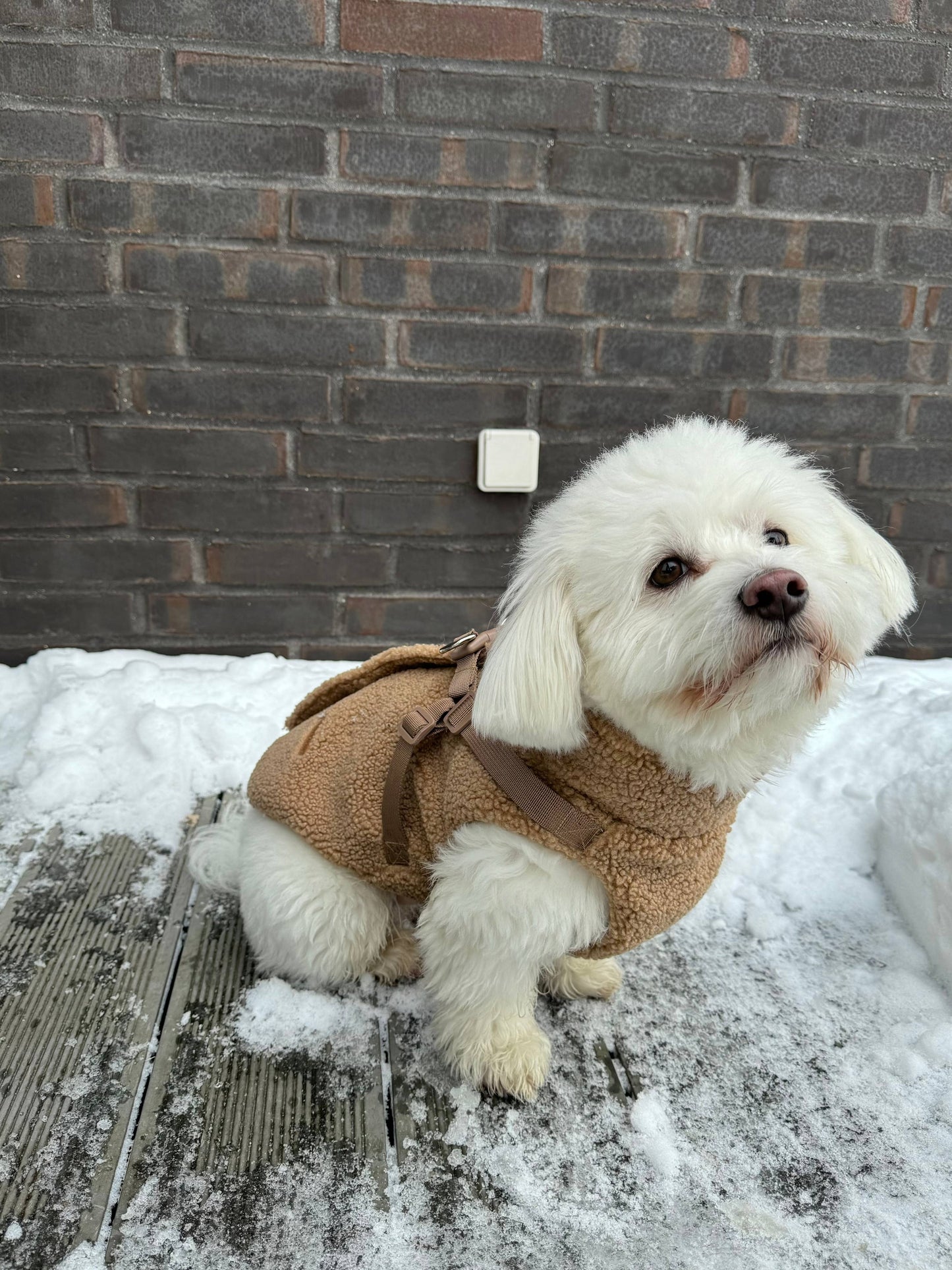 Teddy Dog Coat with Built-In Harness