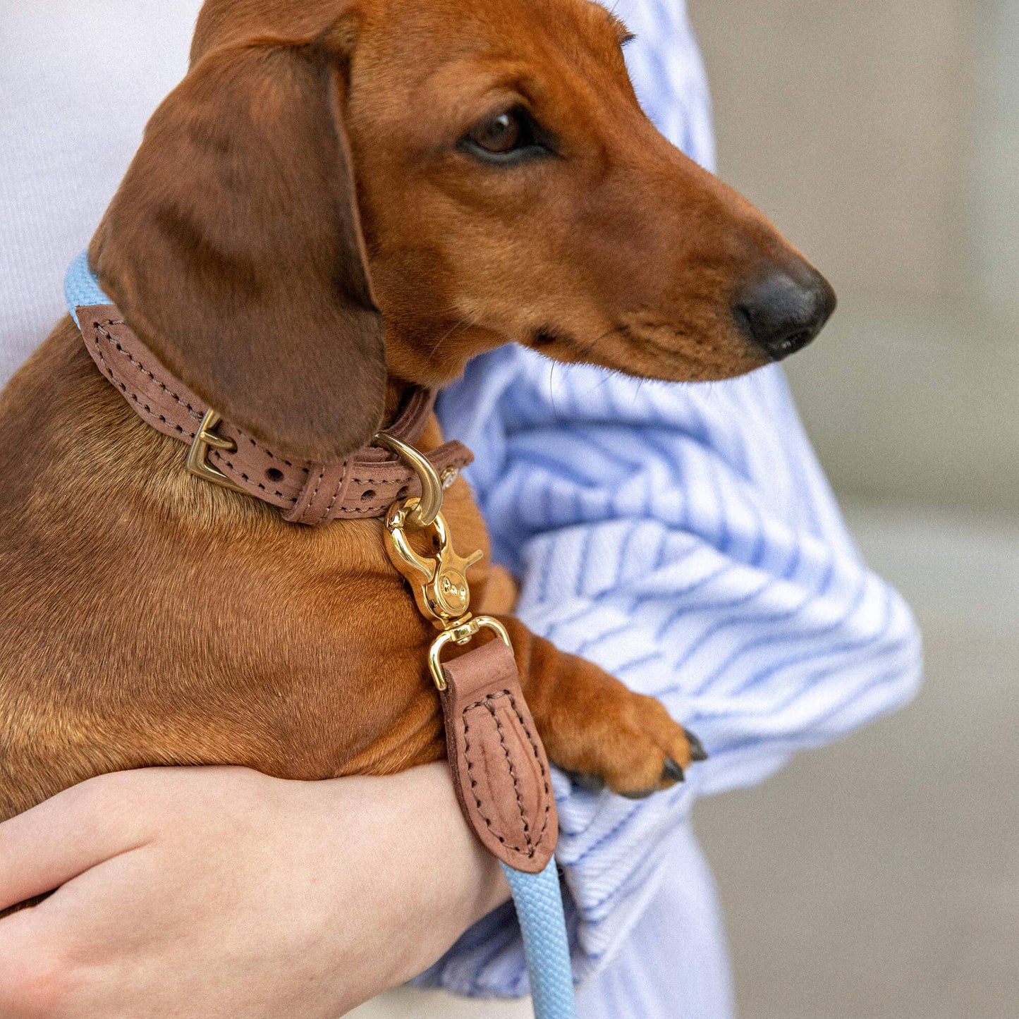 Torekov Dog Collar Hydrangea Blue – Colorful, Luxurious & Durable