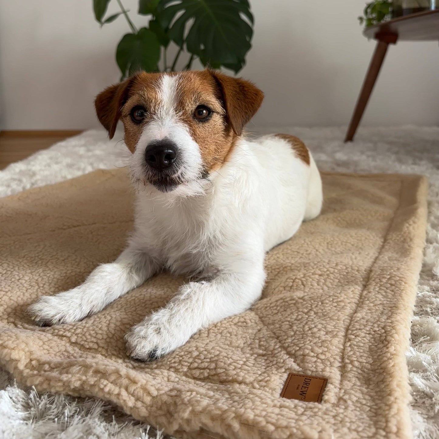 Soft Dog Blanket in Teddy Fleece – Beige | Scandinavian Design