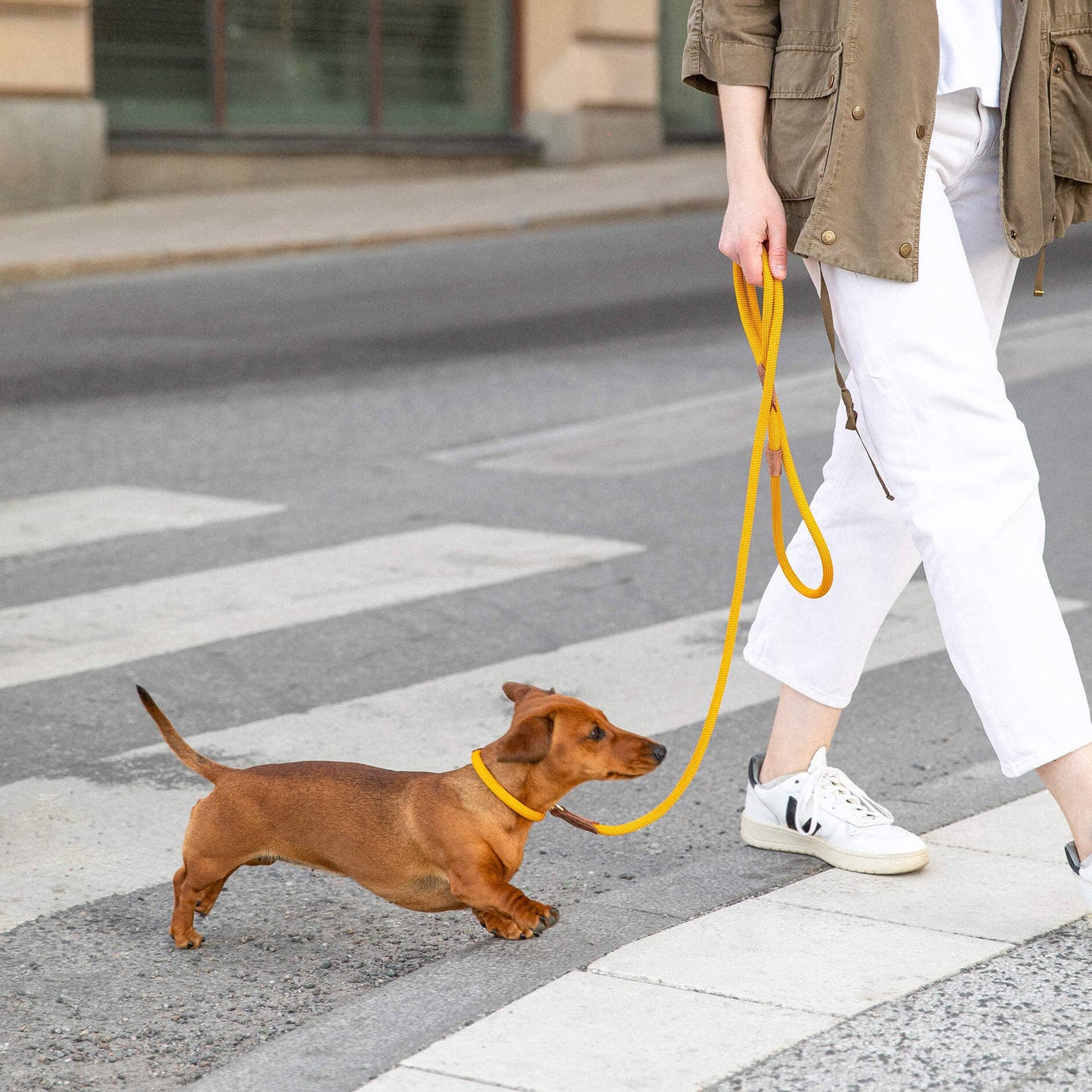 Person walking a small brown dog on a yellow leash across a crosswalk.
