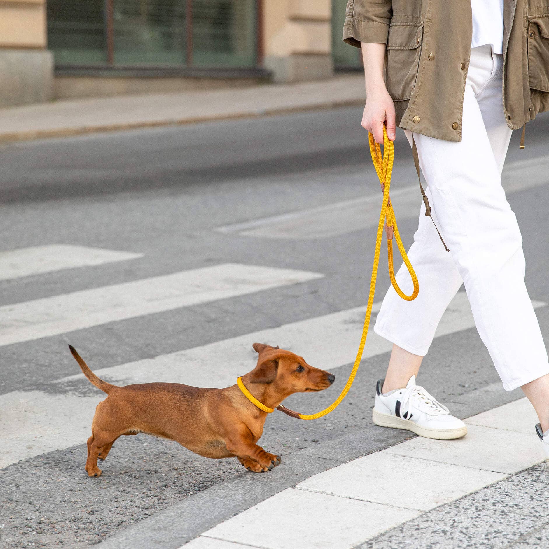 Person walking a small brown dog on a yellow leash across a crosswalk.