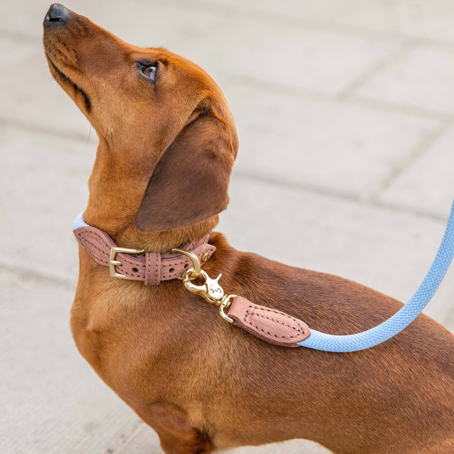Torekov Dog Collar Hydrangea Blue – Colorful, Luxurious & Durable