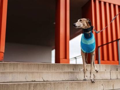 THE GLOW JUMPER 2.0 - Neon Dog Sweater - (Crystal Sky): Crystal Sky / 5