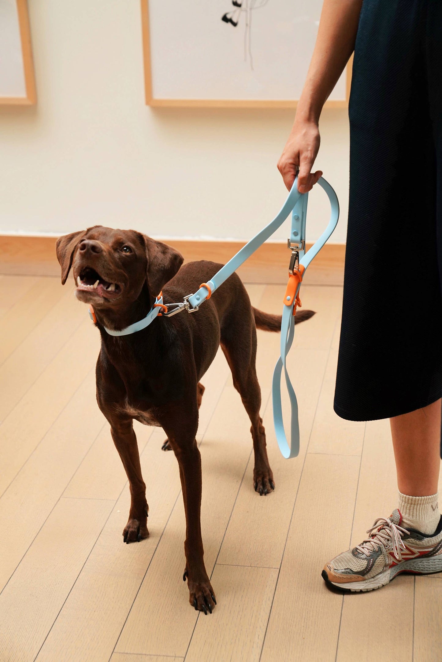 Waterproof Fritz Dog Leash in Baby Blue Orange – Adjustable & Durable