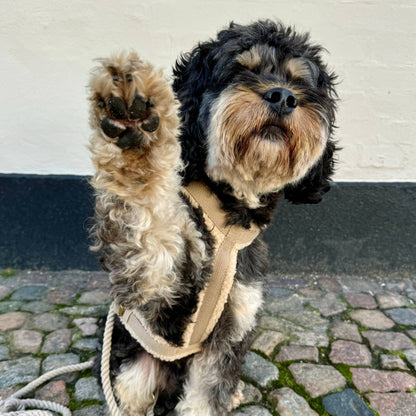 Teddy Dog Harness Beige – Sustainable Style for Every Walk