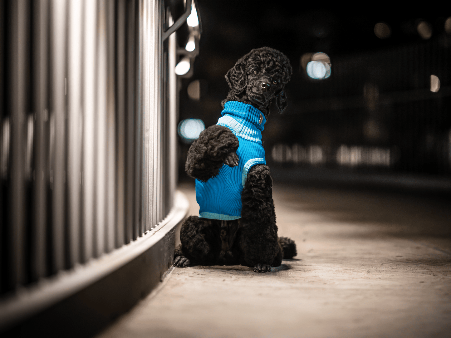 THE GLOW JUMPER 2.0 - Neon Dog Sweater - (Crystal Sky): Crystal Sky / 1