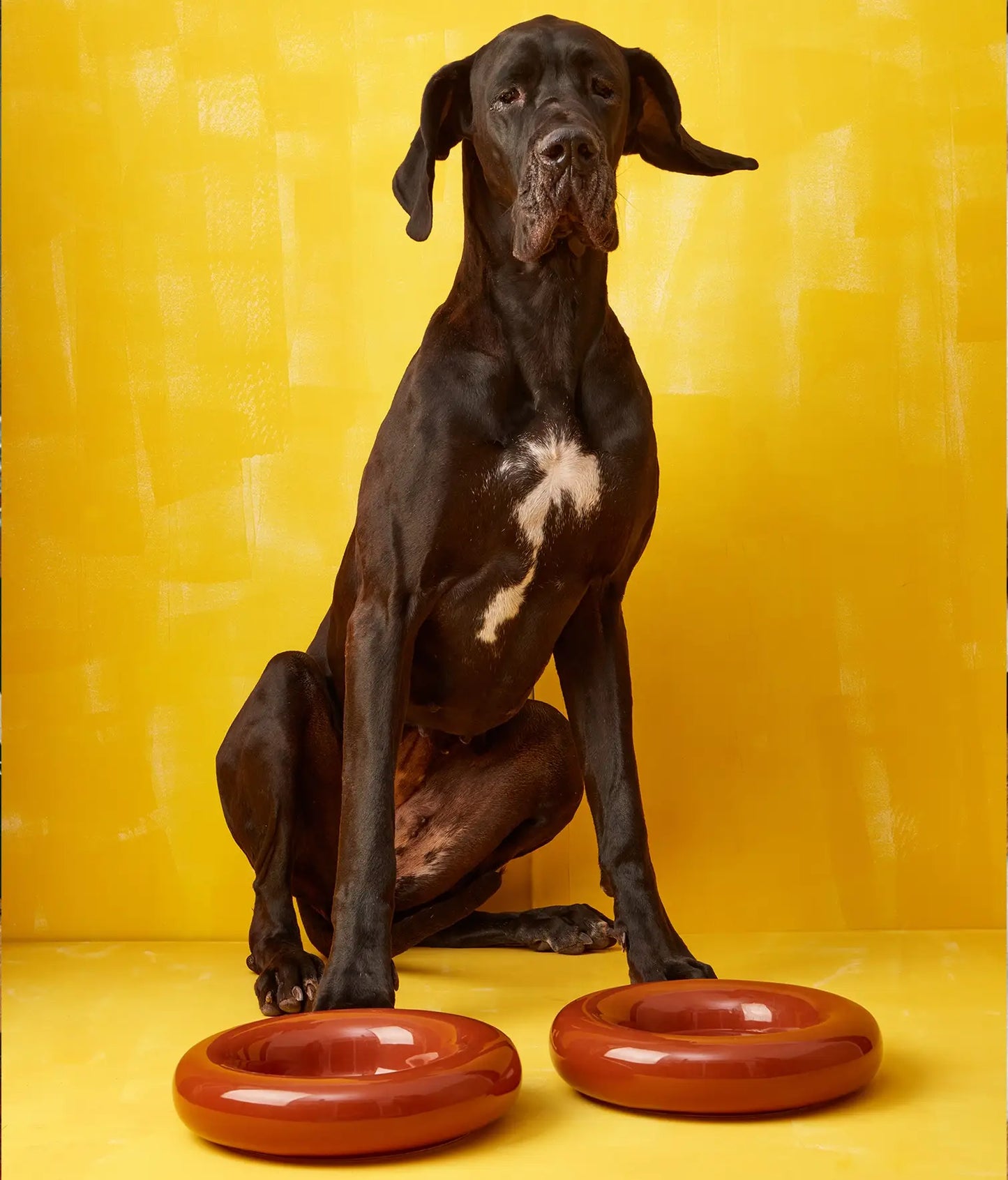 Handmade Ceramic Dog Bowl – Artisan Porcelain Feeder | SPLOOT