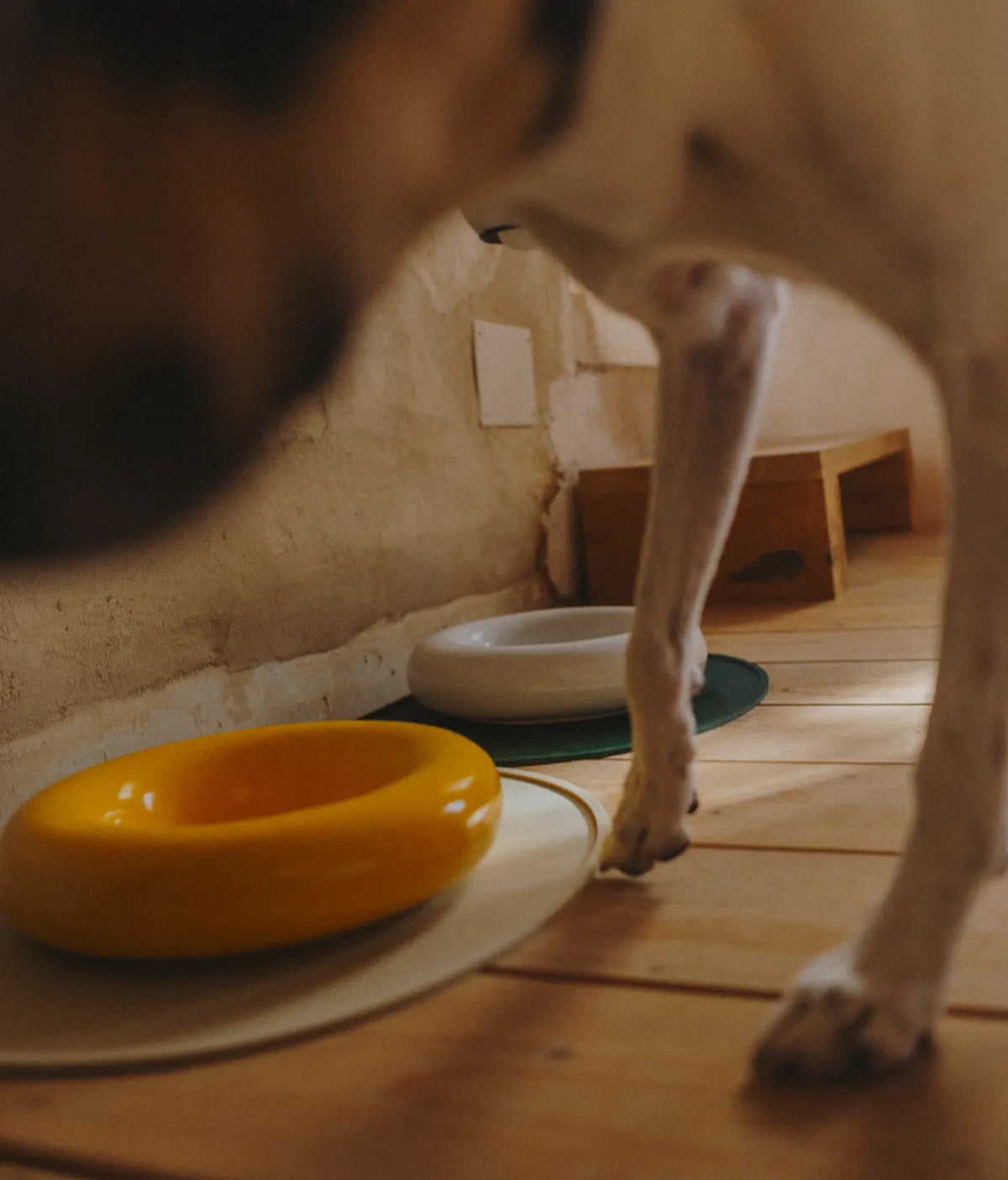 Yellow ceramic dog feeder