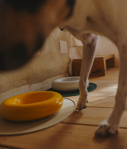 Yellow ceramic dog feeder