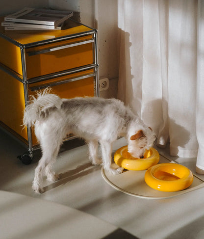 Yellow ceramic dog feeder