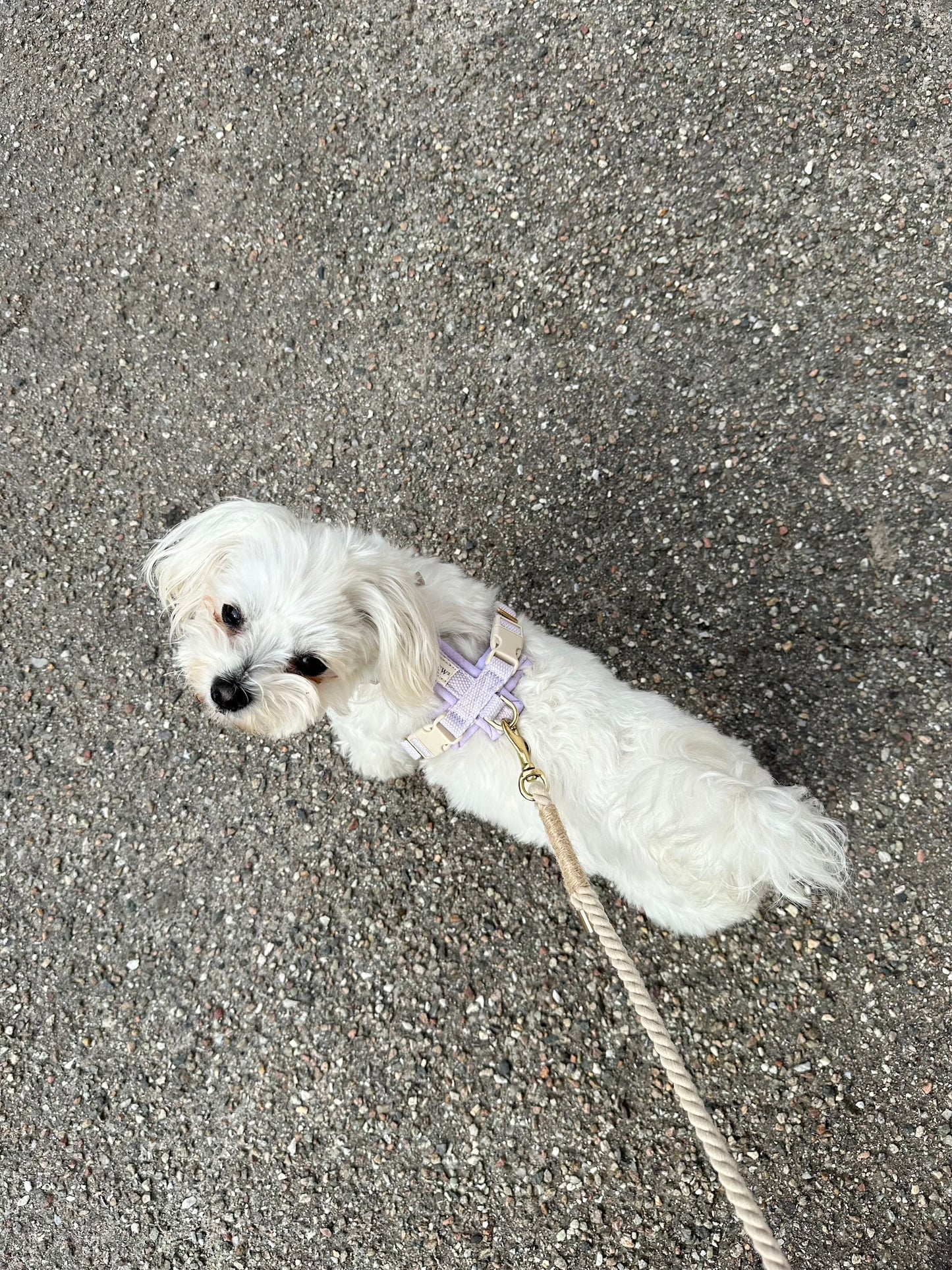 Adjustable Padded Dog Harness PRO Lilac – Dual Clip, Brass Details