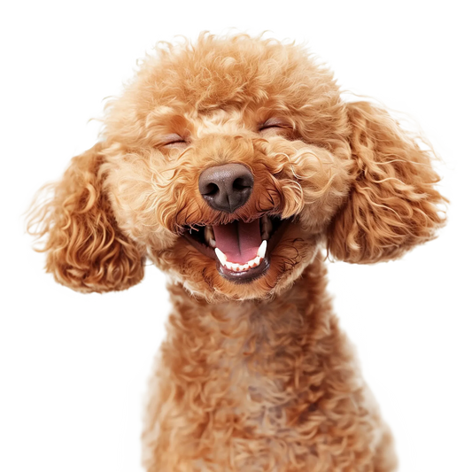 Matted Fur Removal – Gentle & Professional Add-On Treatment
