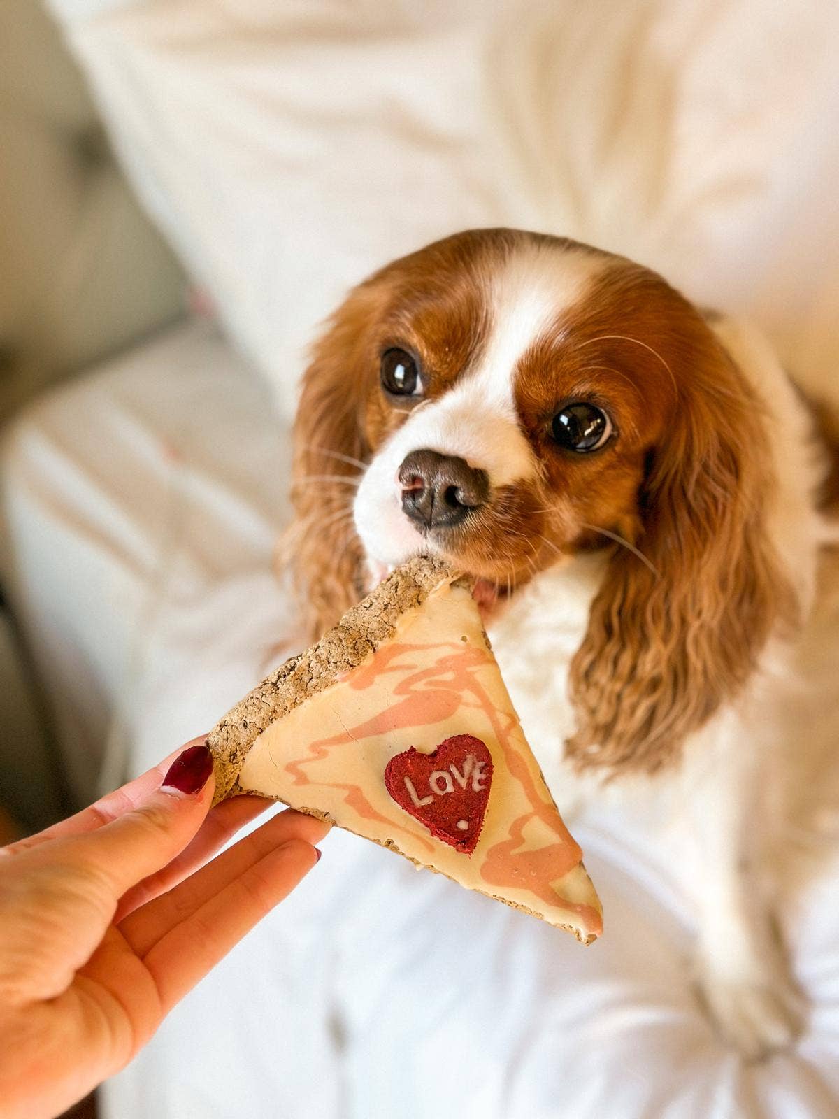 Love at First Slice – Valentine’s Dog Treat Gift Set (Limited Edition)