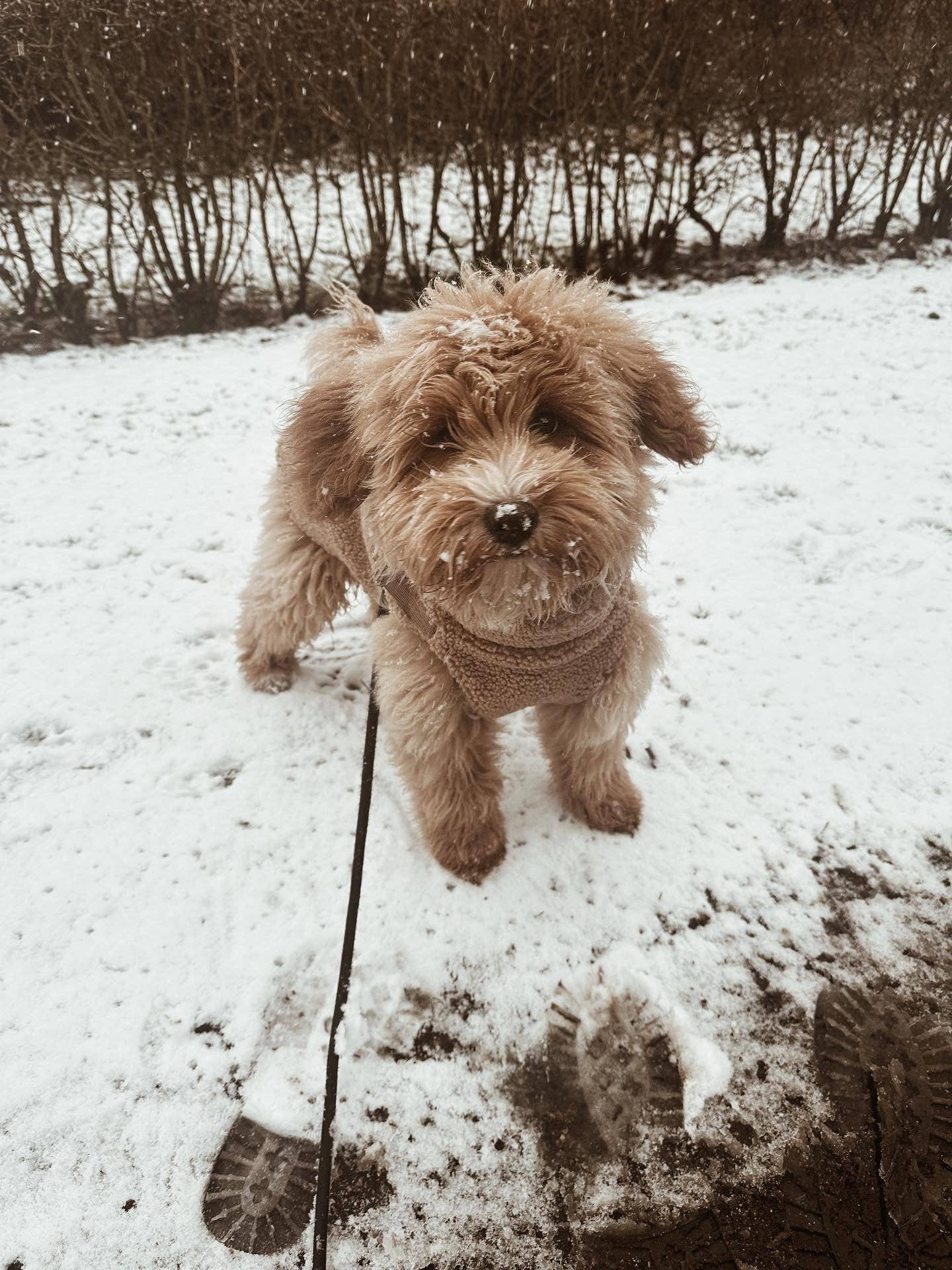Teddy Dog Coat with Built-In Harness