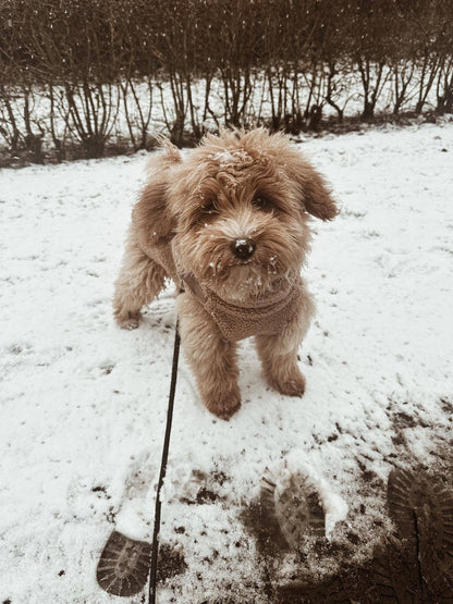 Teddy Dog Coat with Built-In Harness