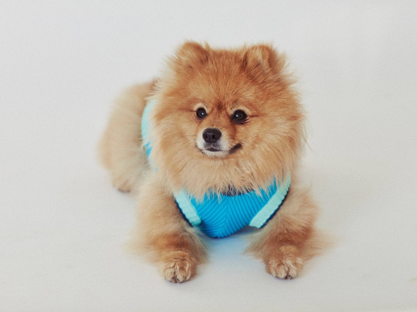 THE GLOW JUMPER 2.0 - Neon Dog Sweater - (Crystal Sky): Crystal Sky / 5