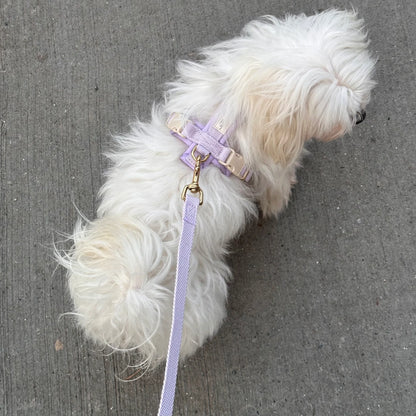 White dog on a leash with a purple collar on a gray pavement