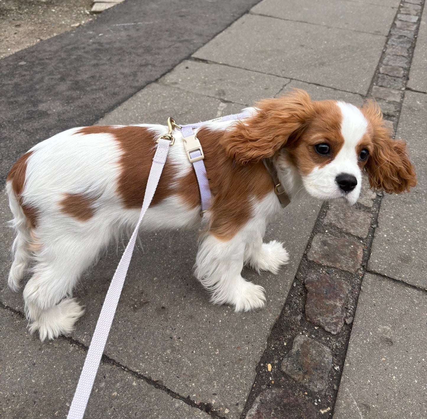 Small brown and white dog on a leash on a sidewalk