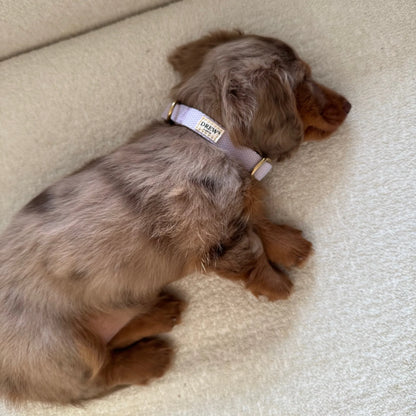 Adjustable Lightweight Puppy Collar | XS