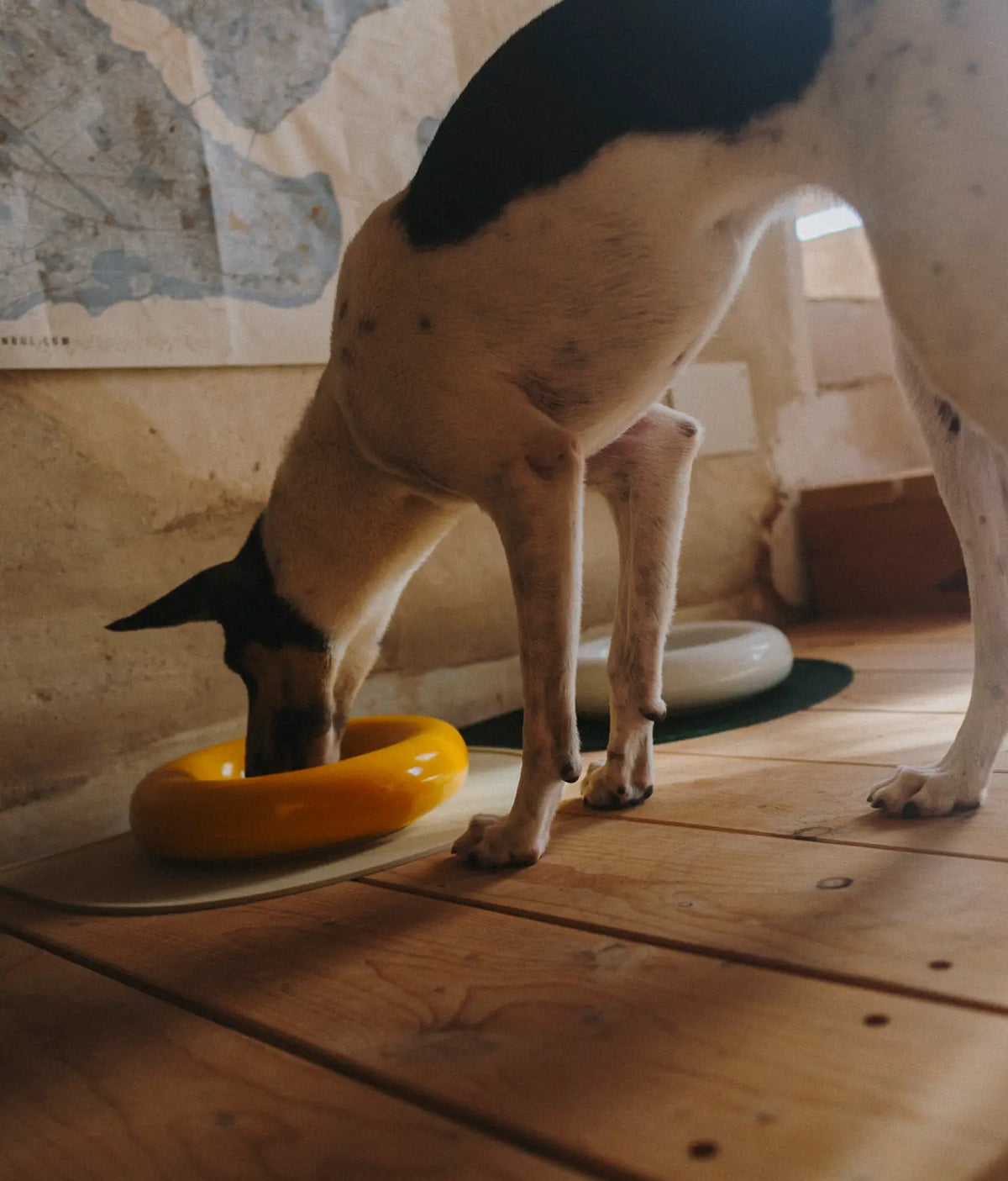 Yellow ceramic dog feeder