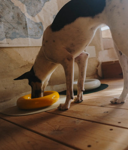 Yellow ceramic dog feeder